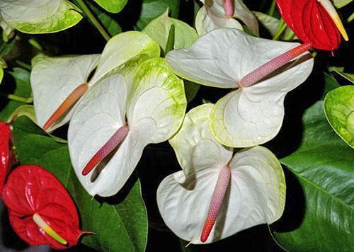 หน้าวัวอังเดร (Anthurium andreanum)