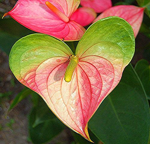 Anthurium Andre med rosa blomsterstand