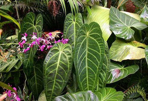 Anthurium liker ikke plutselige endringer i temperatur, trekk og kald vind