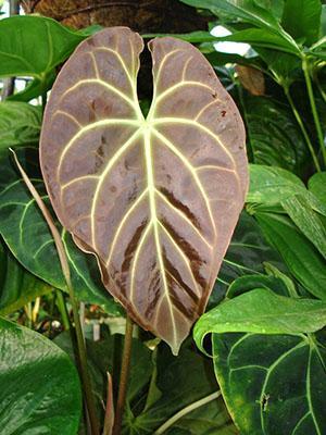 Anthurium potrzebuje pomocy