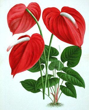 Anthurium pripada obitelji aroida