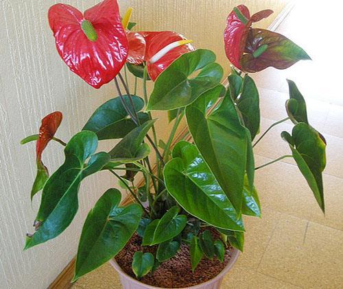 Anthurium v ​​interiéru místnosti