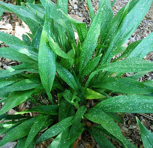 Aspidistra Melkevei