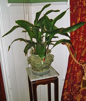 Aspidistra w domu