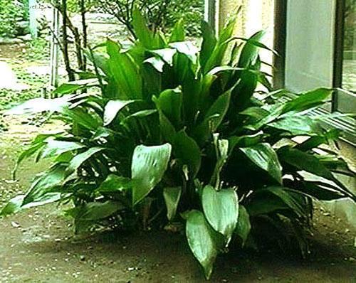 Aspidistra w domu