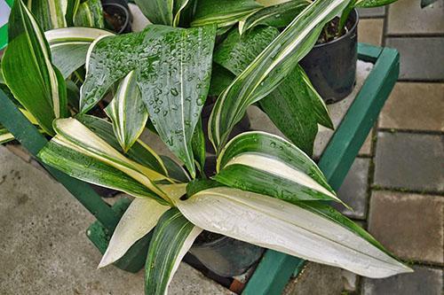 Aspidistra ชอบอาบน้ำ