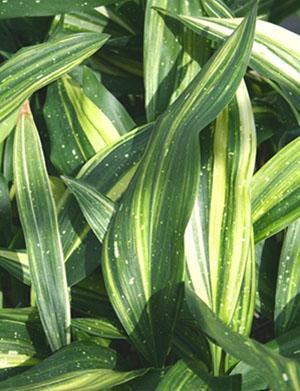 Aspidistra Elatior Amanogawa