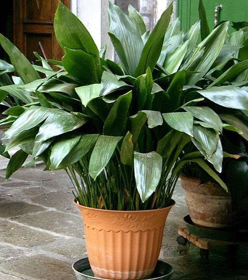 Aspidistra elatior สูงหรือใบกว้าง (A. elatior)