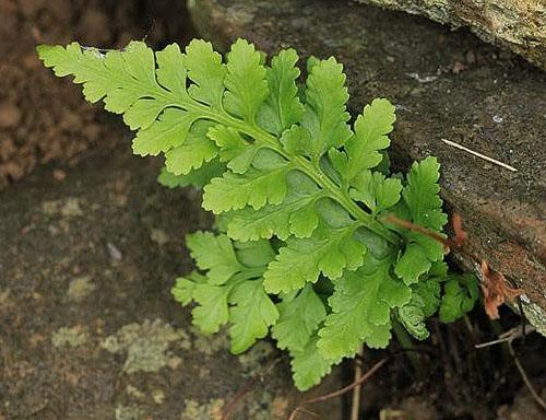 Asplenium svart (A. adiantum-nigrum)