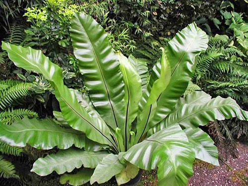 Asplenium hekkende (A. nidus)