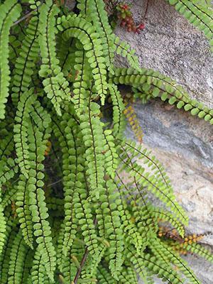 Asplenium ved kysten av Irland