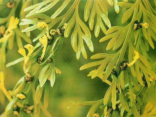 Asplenium tåler ikke direkte solstråler