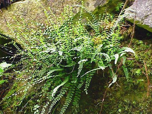 Asplenium เติบโตบนหินผนังและดินที่เต็มไปด้วยหิน