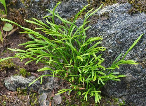 Asplenium nordlig eller bifurcated (A. septentrionale)