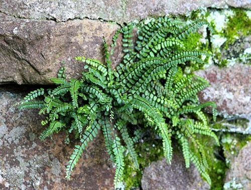 Asplenium ท่ามกลางโขดหิน