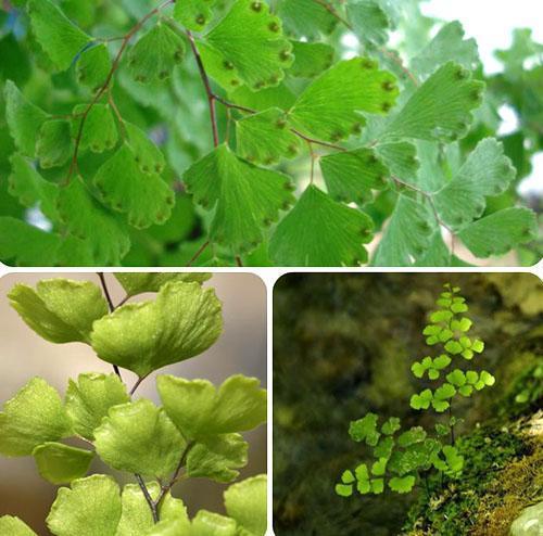 คุณสมบัติทางชีวภาพของโครงสร้างของอวัยวะพืชของ Maidenhair