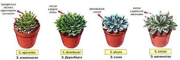 echeveria สี่ประเภทสำหรับปลูกที่บ้าน