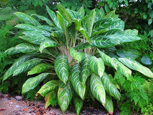 Zázračná rostlina Aglaonema