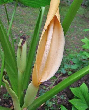 Alocasia blomstrer