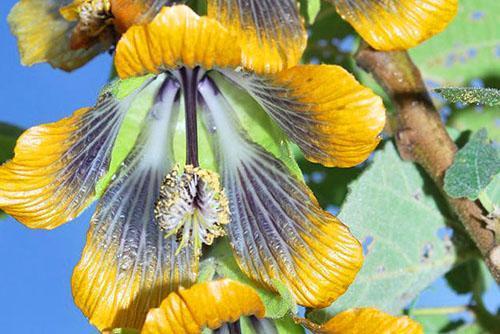 Blomstring av en av typene abutilon