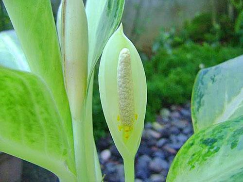 Kwitnie Aglaonema