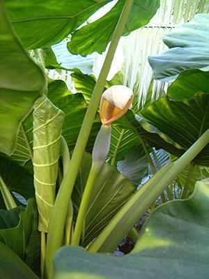 Alocasia kvete doma