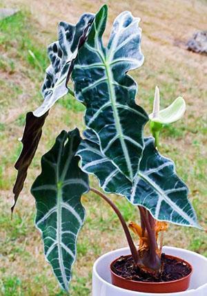 Alocasia amazonské květy