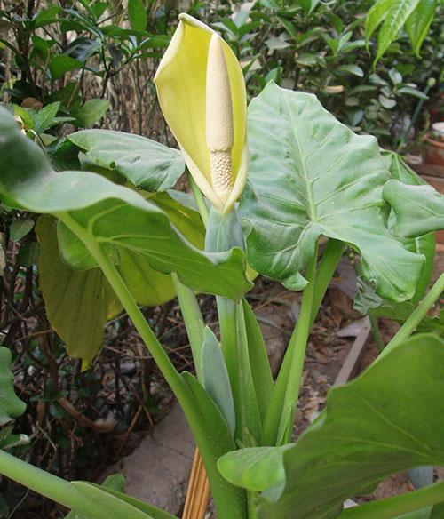 Storrot alocasia blomstrer