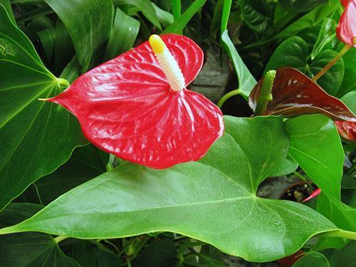 Anthurium kvete