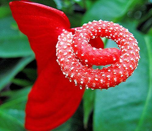 Anthurium květina