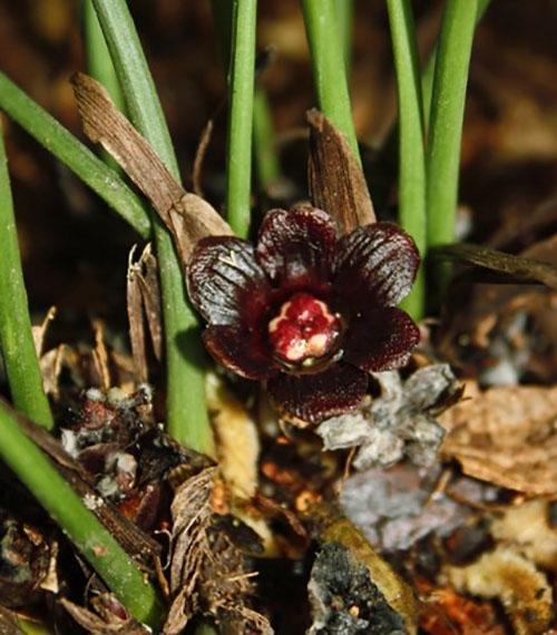 Kwiaty Aspidistra są koloru ciemnofioletowego, brązowego, fioletowego lub w innych odcieniach