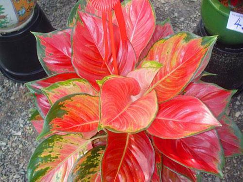 ใบไม้ประดับของ aglaonema