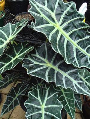 ไฮบริด Alocasia Amazonica