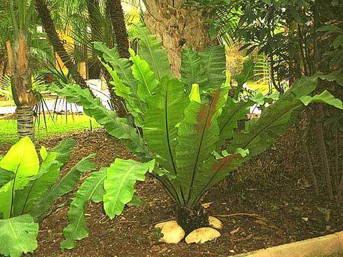 Zagnieżdżony asplenium w krajobrazie