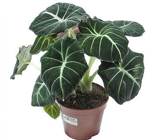 Vnitřní květinová alocasia