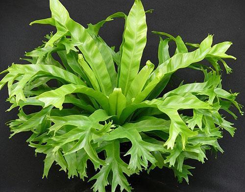 Krásné asplenium doma