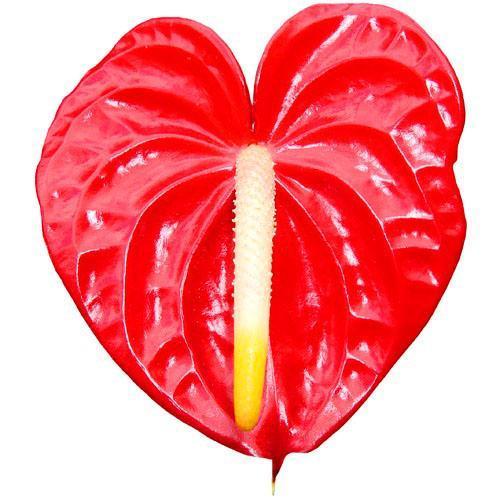 Červené anthurium