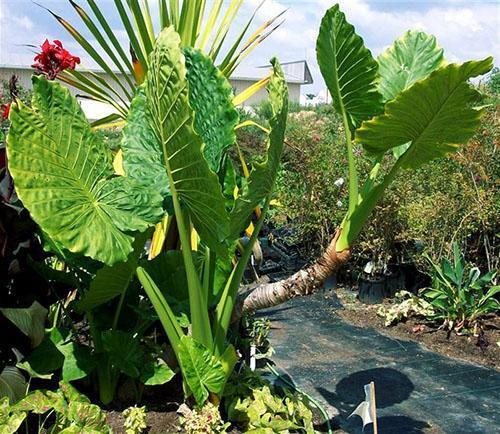 Duża pachnąca alocasia