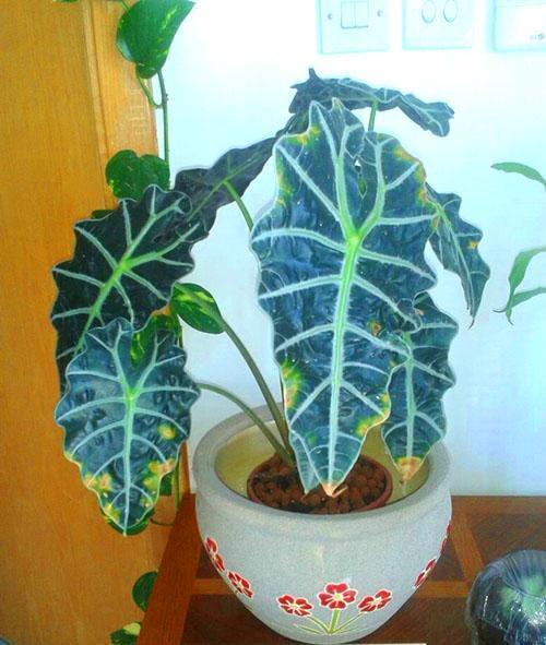 Martwica liści Alocasia