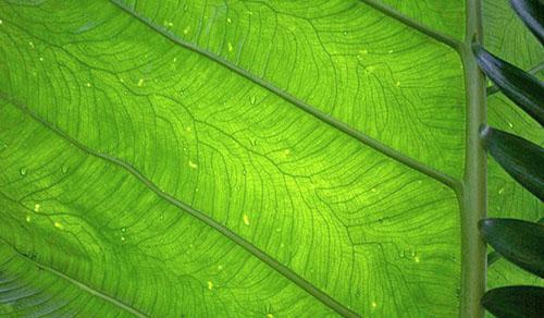 การรดน้ำ alocasia ที่อุดมสมบูรณ์จะนำไปสู่การปรากฏตัวของหยดบนใบ