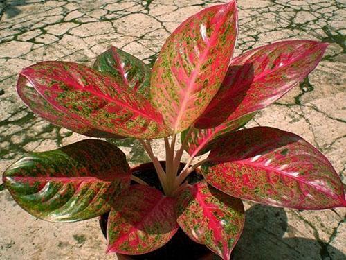 หนึ่งในความหลากหลายของ aglaonema ตกแต่ง