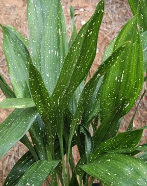 หนึ่งในพันธุ์ของ aspidistra ที่แตกต่างกัน