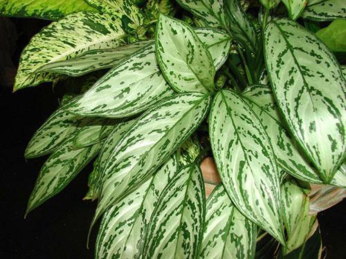 Aglaonema ชนิดหนึ่งในบ้าน