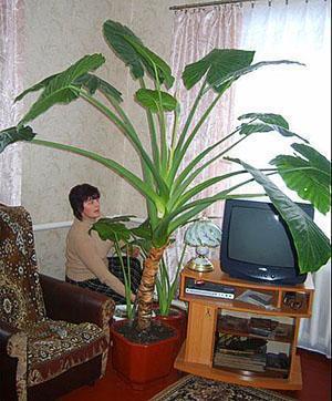 Alocasia ชนิดหนึ่งที่บ้าน