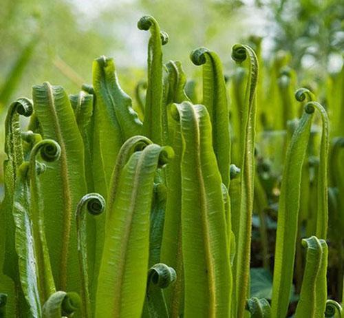 asplenium ชนิดหนึ่ง