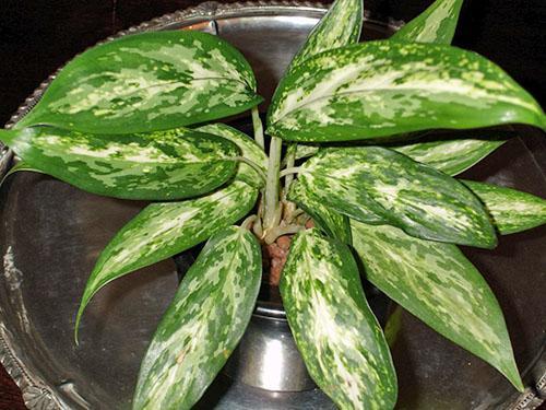 Pestrá aglaonema