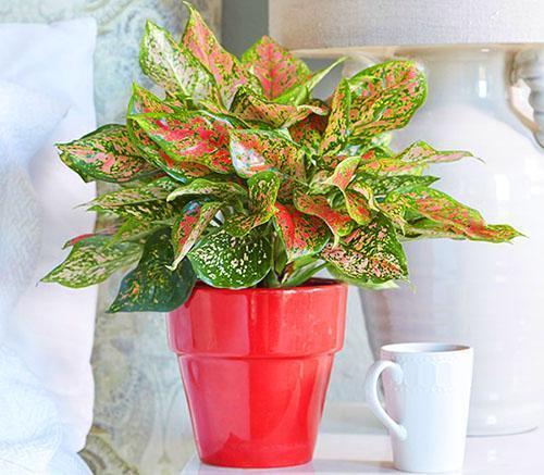 Aglaonema พอใจกับรูปลักษณ์ของเธอ