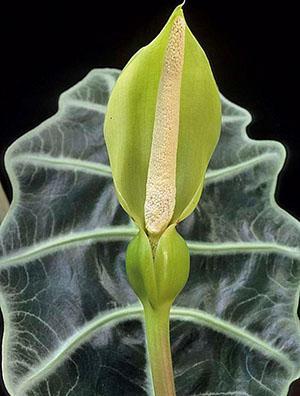 Alocasia blomstret hjemme