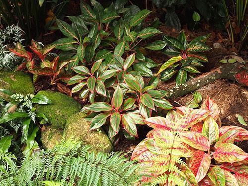 Aglaonema ประเภทต่างๆ