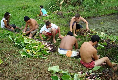 Oppsamling og rengjøring av alocasia-knoller